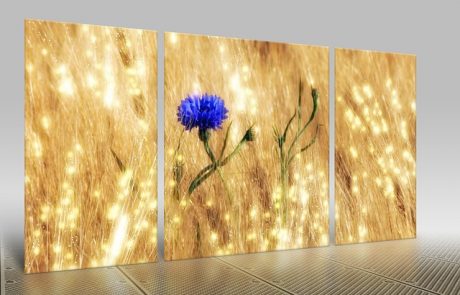 קנבס מחולק – טרנד לוהט בעולם העיצוב!